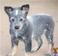 australian cattle dog puppy posted by Lookout Farm